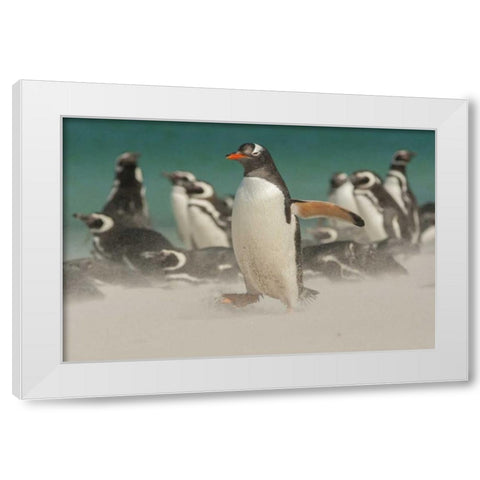 Bleaker Island Gentoo penguins and blowing sand White Modern Wood Framed Art Print by Illg, Cathy and Gordon
