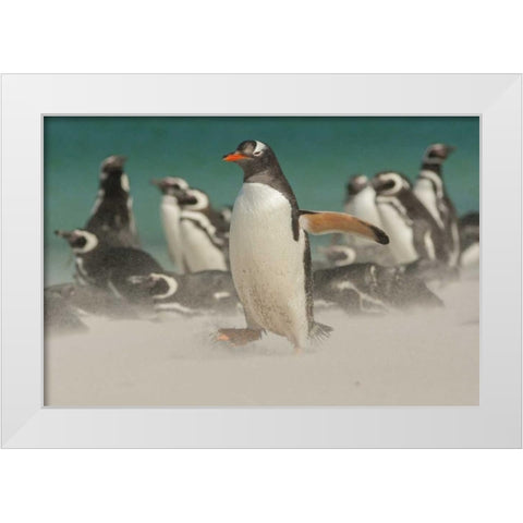 Bleaker Island Gentoo penguins and blowing sand White Modern Wood Framed Art Print by Illg, Cathy and Gordon
