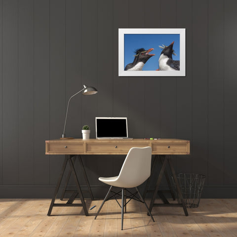 Bleaker Island Rockhopper penguins greeting White Modern Wood Framed Art Print by Illg, Cathy and Gordon