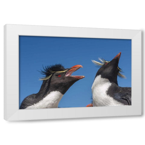 Bleaker Island Rockhopper penguins greeting White Modern Wood Framed Art Print by Illg, Cathy and Gordon