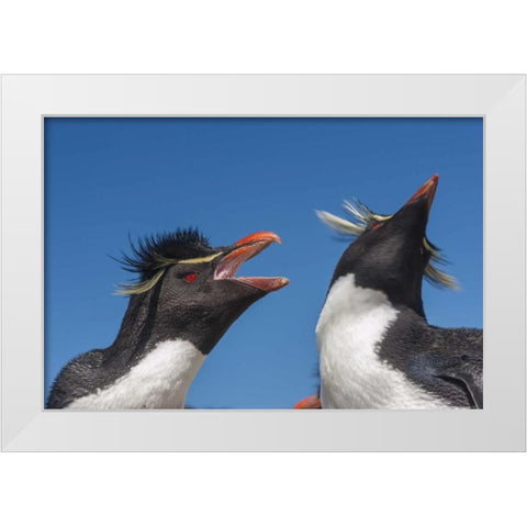 Bleaker Island Rockhopper penguins greeting White Modern Wood Framed Art Print by Illg, Cathy and Gordon