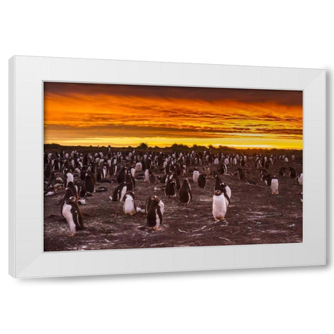 Sea Lion Island Gentoo penguins colony at sunset White Modern Wood Framed Art Print by Illg, Cathy and Gordon