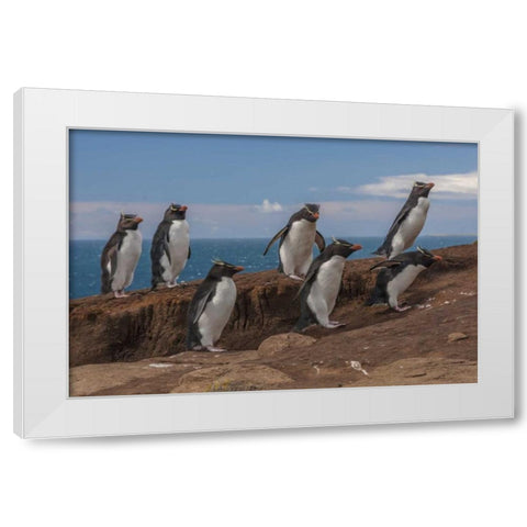 Saunders Island Group of rockhopper penguins White Modern Wood Framed Art Print by Illg, Cathy and Gordon