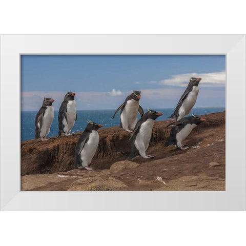 Saunders Island Group of rockhopper penguins White Modern Wood Framed Art Print by Illg, Cathy and Gordon