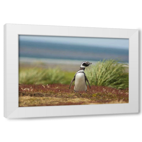 Sea Lion Island Solitary Magellanic penguin White Modern Wood Framed Art Print by Illg, Cathy and Gordon