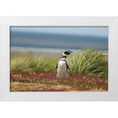 Sea Lion Island Solitary Magellanic penguin White Modern Wood Framed Art Print by Illg, Cathy and Gordon