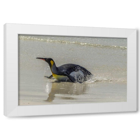 East Falkland King penguin on beach White Modern Wood Framed Art Print by Illg, Cathy and Gordon