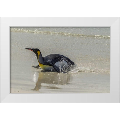 East Falkland King penguin on beach White Modern Wood Framed Art Print by Illg, Cathy and Gordon