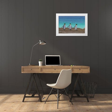 East Falkland King penguins walking White Modern Wood Framed Art Print by Illg, Cathy and Gordon