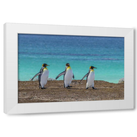 East Falkland King penguins walking White Modern Wood Framed Art Print by Illg, Cathy and Gordon