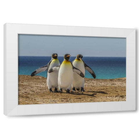 East Falkland, Volunteer Point King penguins White Modern Wood Framed Art Print by Illg, Cathy and Gordon