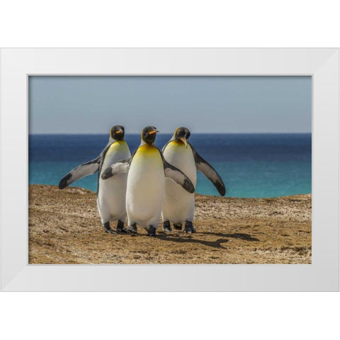 East Falkland, Volunteer Point King penguins White Modern Wood Framed Art Print by Illg, Cathy and Gordon