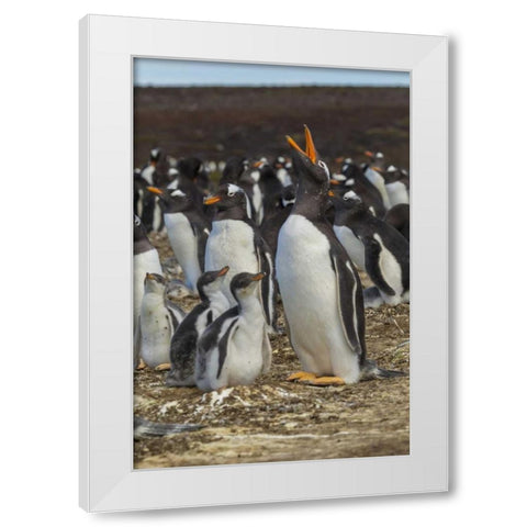 East Falkland Gentoo penguin colony White Modern Wood Framed Art Print by Illg, Cathy and Gordon