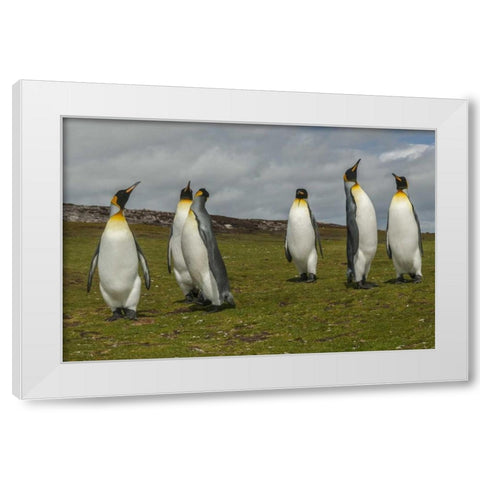 East Falkland Members of king penguin colony White Modern Wood Framed Art Print by Illg, Cathy and Gordon
