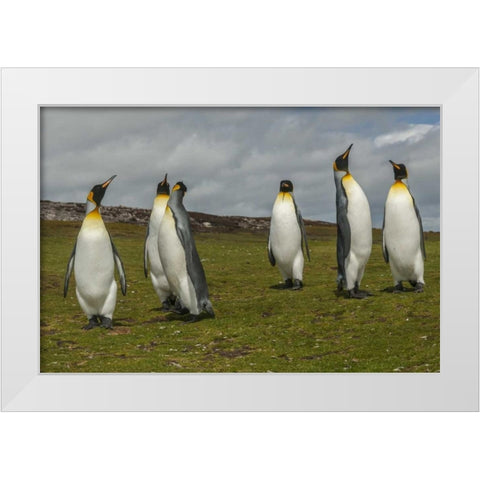 East Falkland Members of king penguin colony White Modern Wood Framed Art Print by Illg, Cathy and Gordon