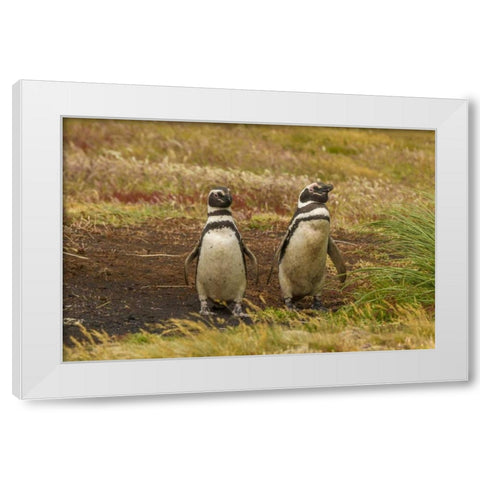 Sea Lion Island Magellanic penguins White Modern Wood Framed Art Print by Illg, Cathy and Gordon