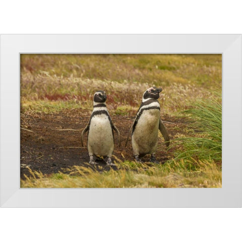 Sea Lion Island Magellanic penguins White Modern Wood Framed Art Print by Illg, Cathy and Gordon