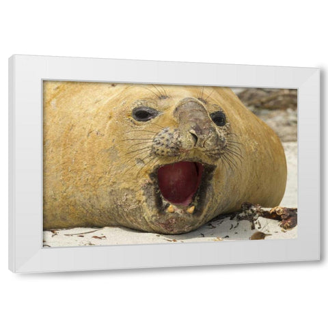 Sea Lion Island Southern elephant seal White Modern Wood Framed Art Print by Illg, Cathy and Gordon
