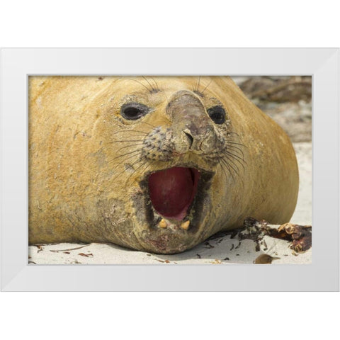 Sea Lion Island Southern elephant seal White Modern Wood Framed Art Print by Illg, Cathy and Gordon