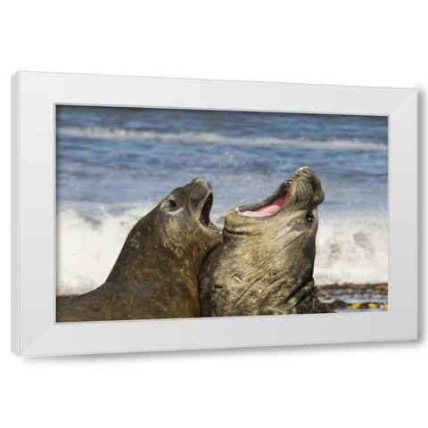 Sea Lion Island Southern elephant seals fighting White Modern Wood Framed Art Print by Illg, Cathy and Gordon