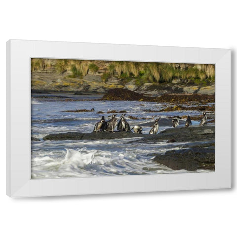 Sea Lion Island Magellanic penguins and surf White Modern Wood Framed Art Print by Illg, Cathy and Gordon