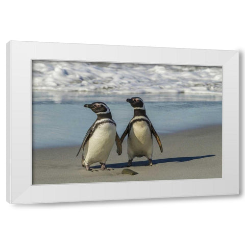 Sea Lion Island Magellanic penguins on beach White Modern Wood Framed Art Print by Illg, Cathy and Gordon