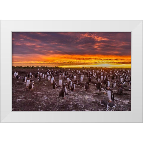 Sea Lion Island Gentoo penguins colony at sunset White Modern Wood Framed Art Print by Illg, Cathy and Gordon
