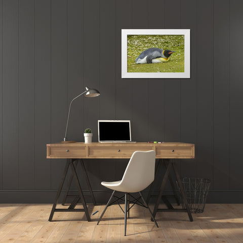 East Falkland King penguin lying on grass White Modern Wood Framed Art Print by Illg, Cathy and Gordon