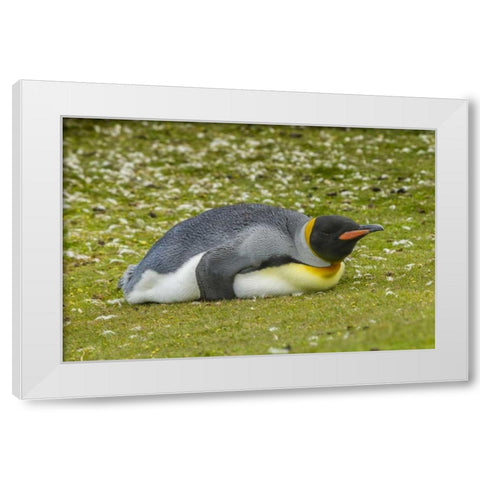 East Falkland King penguin lying on grass White Modern Wood Framed Art Print by Illg, Cathy and Gordon
