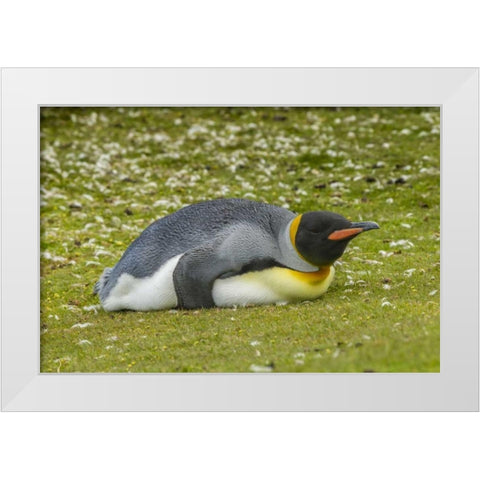 East Falkland King penguin lying on grass White Modern Wood Framed Art Print by Illg, Cathy and Gordon