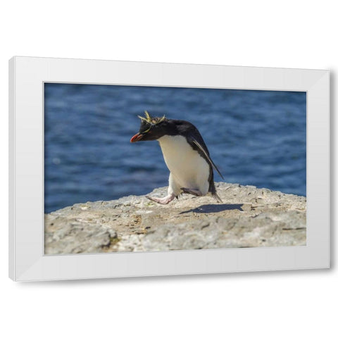 Bleaker Island Rockhopper penguin hopping White Modern Wood Framed Art Print by Illg, Cathy and Gordon
