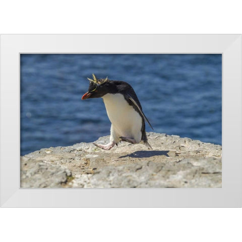 Bleaker Island Rockhopper penguin hopping White Modern Wood Framed Art Print by Illg, Cathy and Gordon