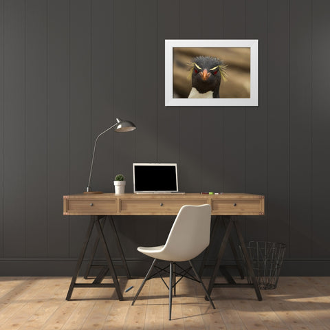 Saunders Island Rockhopper penguin portrait White Modern Wood Framed Art Print by Illg, Cathy and Gordon