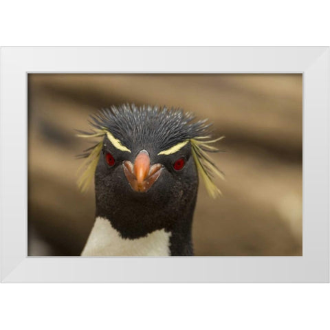 Saunders Island Rockhopper penguin portrait White Modern Wood Framed Art Print by Illg, Cathy and Gordon