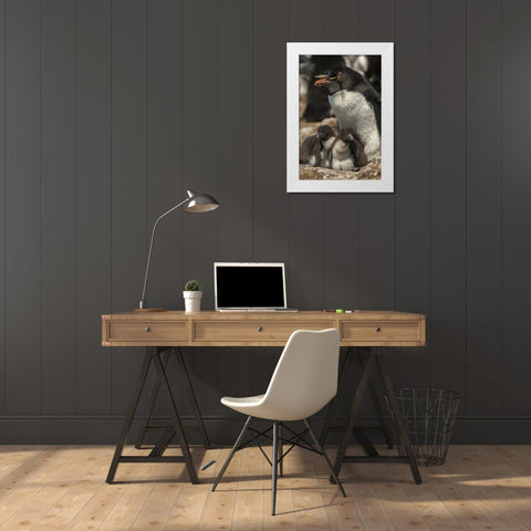 Bleaker Island Rockhopper penguin and chicks White Modern Wood Framed Art Print by Illg, Cathy and Gordon