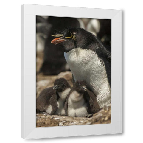 Bleaker Island Rockhopper penguin and chicks White Modern Wood Framed Art Print by Illg, Cathy and Gordon