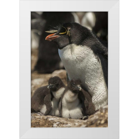 Bleaker Island Rockhopper penguin and chicks White Modern Wood Framed Art Print by Illg, Cathy and Gordon