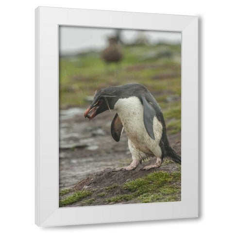 Bleaker Island Rockhopper penguin with pebble White Modern Wood Framed Art Print by Illg, Cathy and Gordon