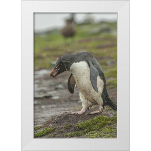 Bleaker Island Rockhopper penguin with pebble White Modern Wood Framed Art Print by Illg, Cathy and Gordon