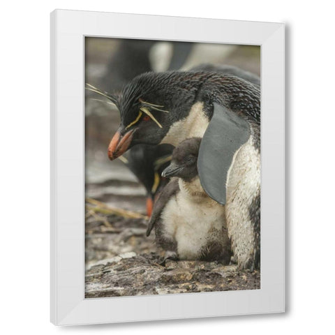 Bleaker Island Rockhopper penguin and chick White Modern Wood Framed Art Print by Illg, Cathy and Gordon