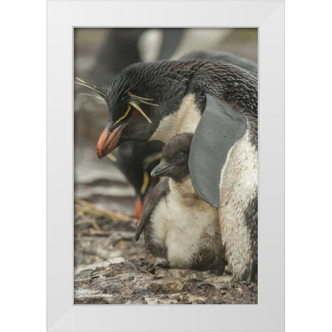 Bleaker Island Rockhopper penguin and chick White Modern Wood Framed Art Print by Illg, Cathy and Gordon
