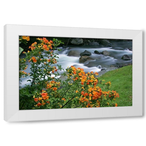 Costa Rica, Savegre River Valley Wildflowers White Modern Wood Framed Art Print by Illg, Cathy and Gordon