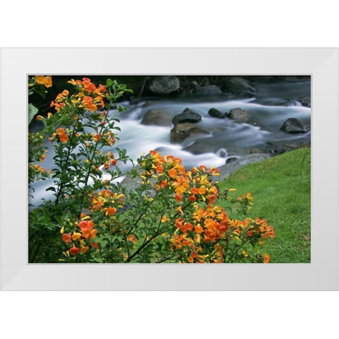 Costa Rica, Savegre River Valley Wildflowers White Modern Wood Framed Art Print by Illg, Cathy and Gordon