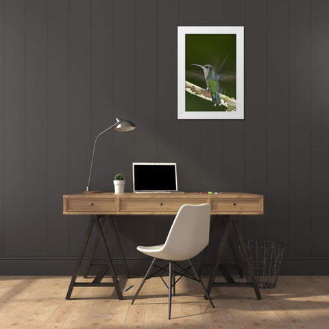 Costa Rica, Crowned wood nymph butterfly White Modern Wood Framed Art Print by Illg, Cathy and Gordon