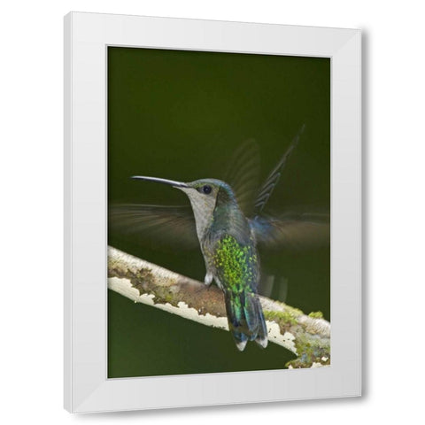 Costa Rica, Crowned wood nymph butterfly White Modern Wood Framed Art Print by Illg, Cathy and Gordon