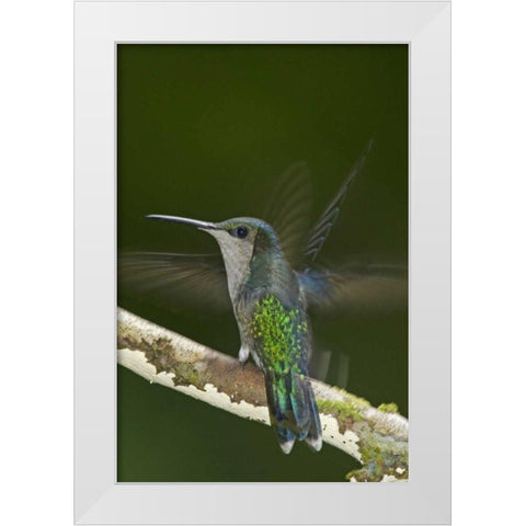 Costa Rica, Crowned wood nymph butterfly White Modern Wood Framed Art Print by Illg, Cathy and Gordon