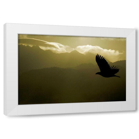 AK, Homer Silhouette of bald eagle flying White Modern Wood Framed Art Print by Morris, Arthur