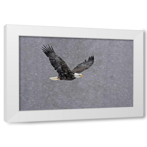 AK, Chilkat Bald eagle flying through snowstorm White Modern Wood Framed Art Print by Illg, Cathy and Gordon