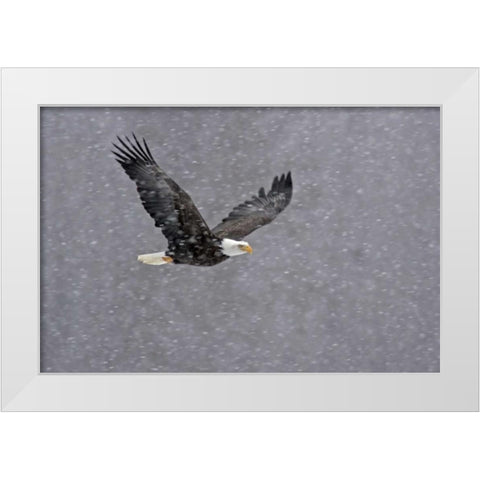 AK, Chilkat Bald eagle flying through snowstorm White Modern Wood Framed Art Print by Illg, Cathy and Gordon