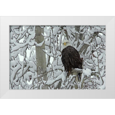 AK, Chilkat Bald eagle on snow- covered tree White Modern Wood Framed Art Print by Illg, Cathy and Gordon